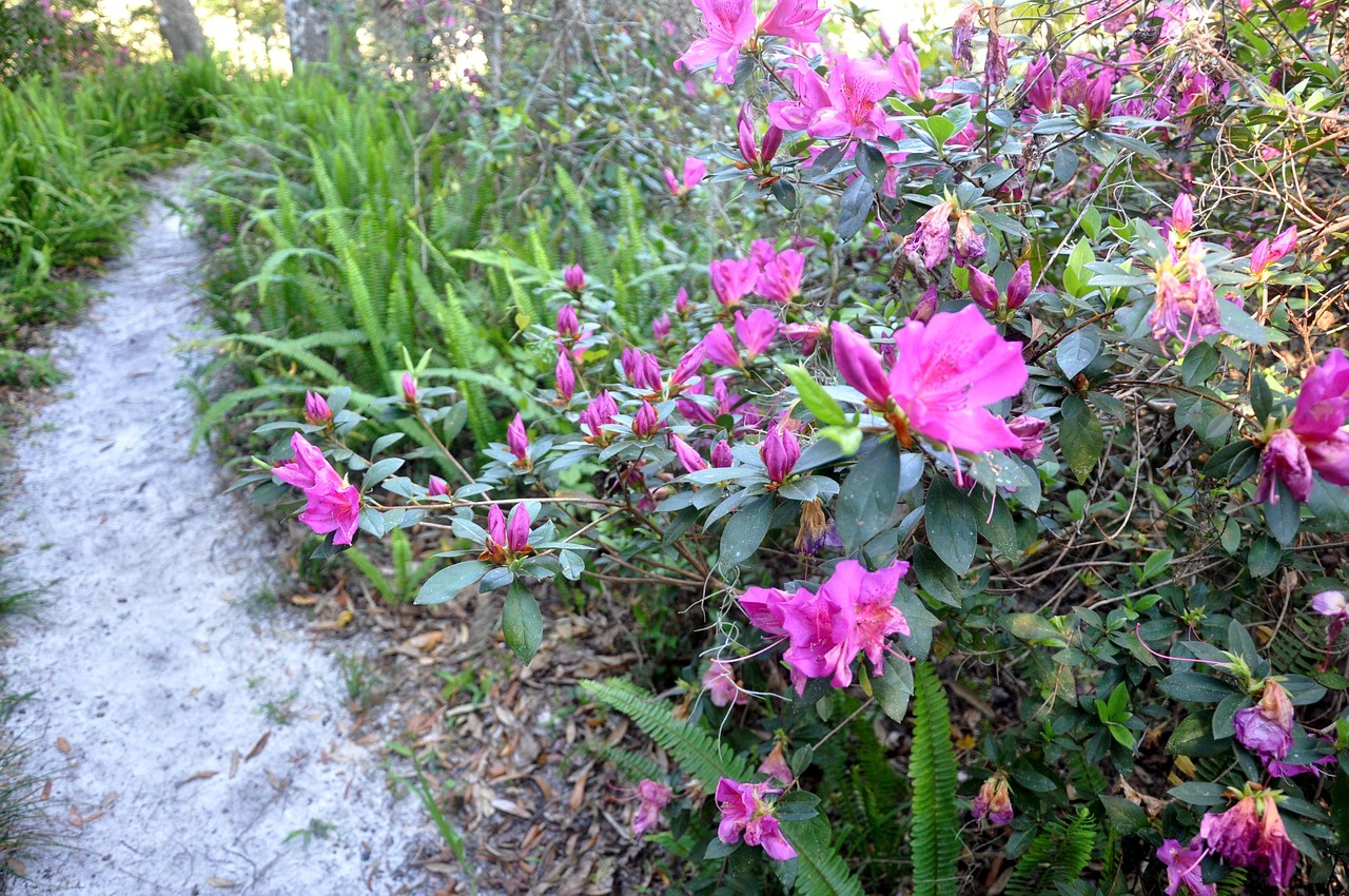 Bamboo Springs Azalea Park - Free photo on Pixabay - Pixabay