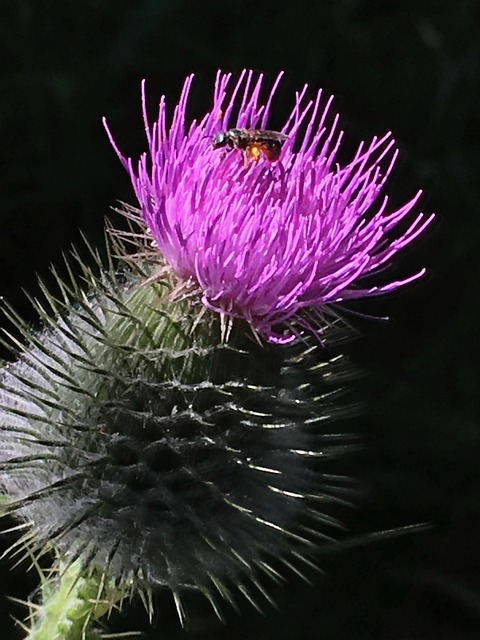 Free Bee Thistle photo and picture