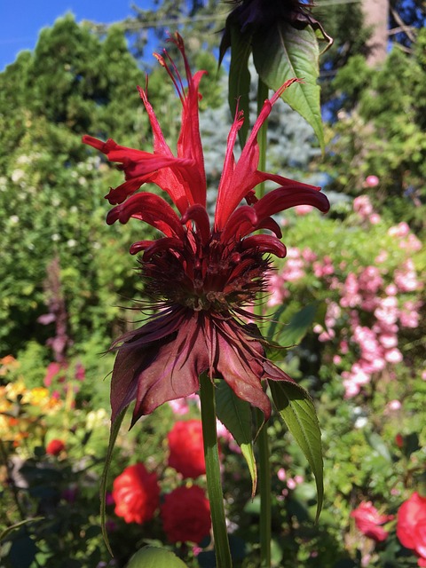 Free Bee Balm Summer photo and picture
