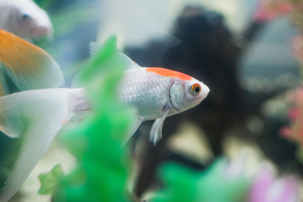 Fish - free online jigsaw puzzle photo