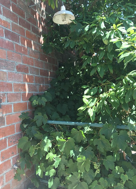 Free Bricks Wall photo and picture