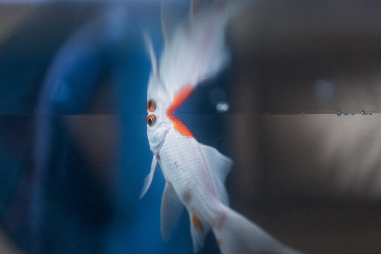 Fish - free online jigsaw puzzle photo