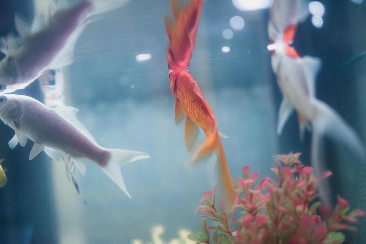 Fish - free online jigsaw puzzle photo
