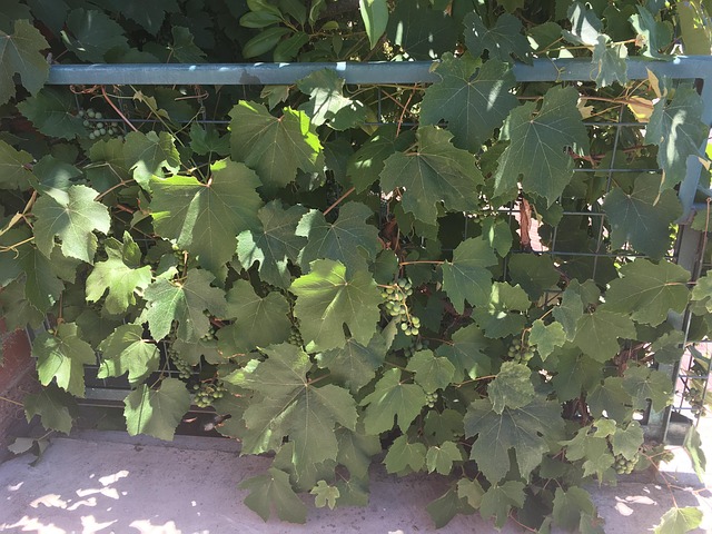 Free Grapevine Outdoors photo and picture