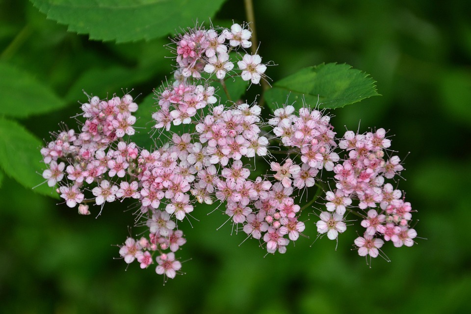 灌木 开花 粉色的 - Pixabay上的免费照片 - Pixabay