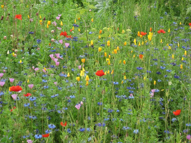 Free Meadow Green photo and picture