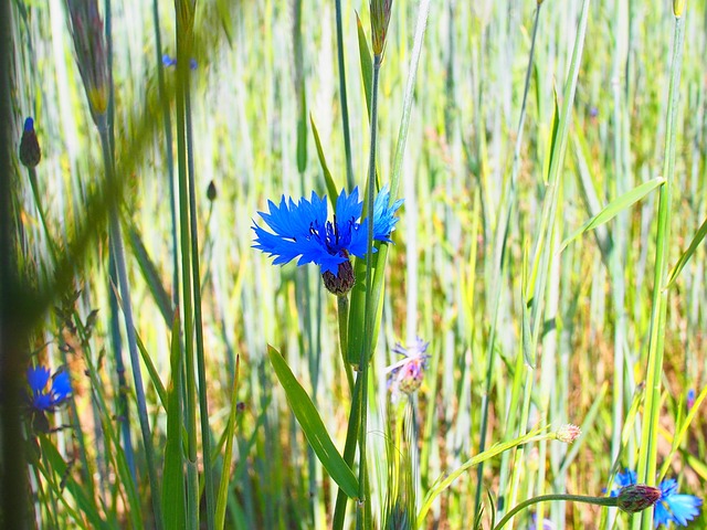 Free Kornblume Gras photo and picture