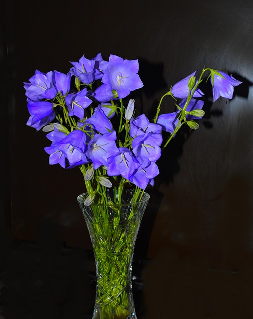 Free Flowers Campanula photo and picture