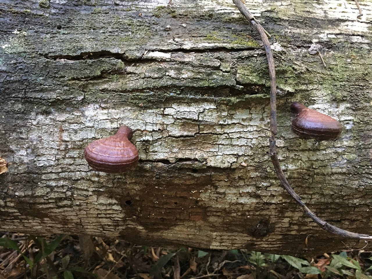 Tronc Champignons La - Photo gratuite sur Pixabay - Pixabay