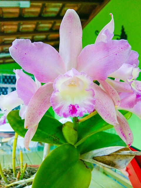 Free Orchid Flower photo and picture