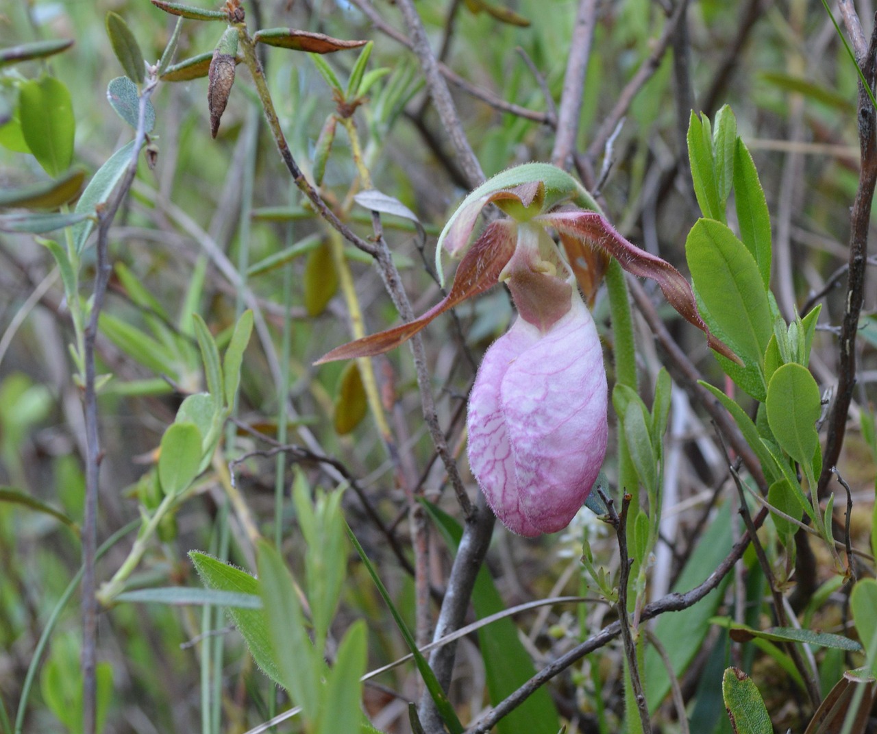 Pink Lady S Slipper Free Photo On Pixabay Pixabay