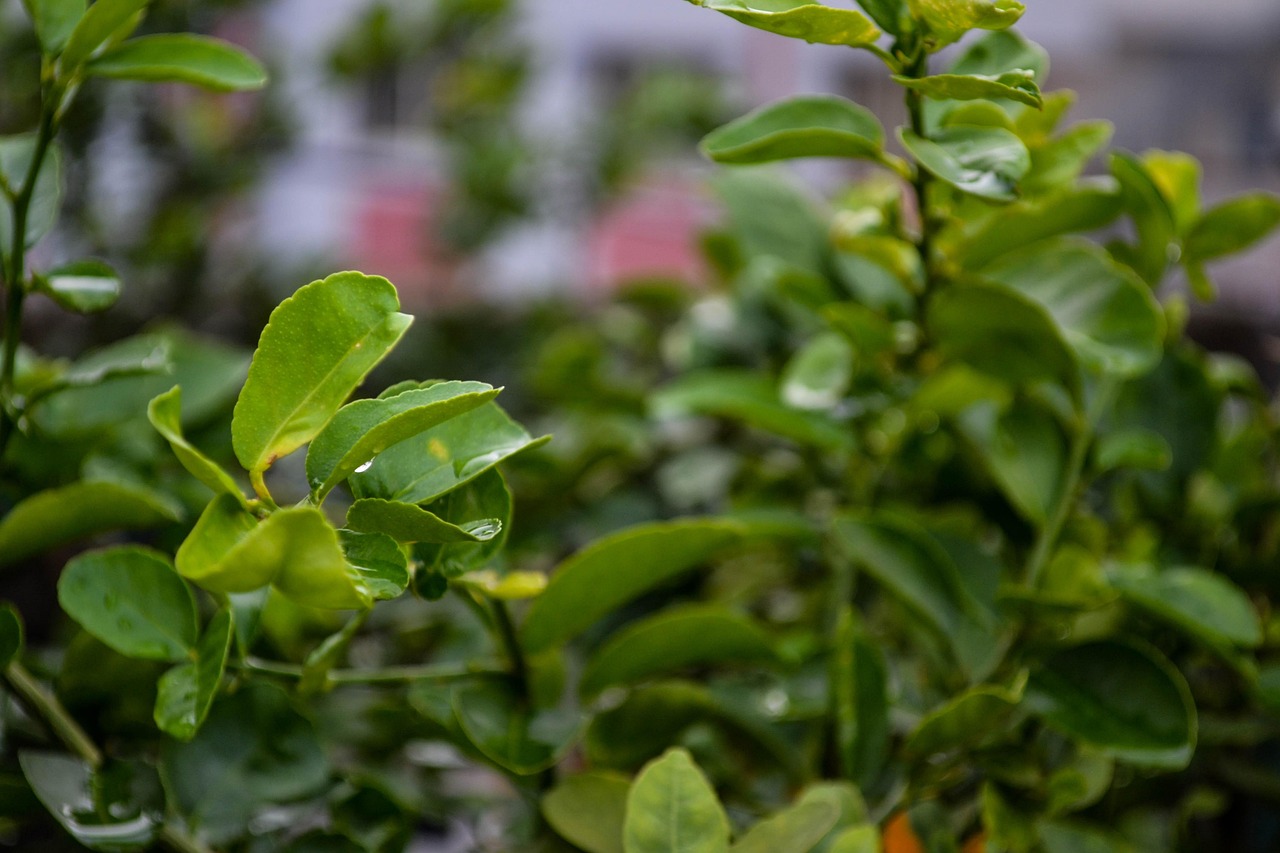 Lemon Leaves Plant Leaf Free photo on Pixabay Pixabay