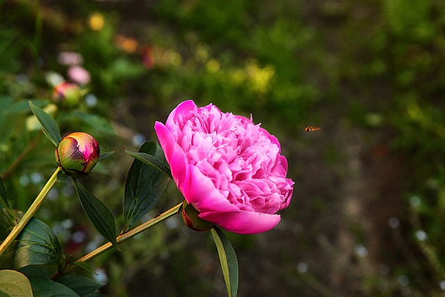 Free Spring Flower photo and picture