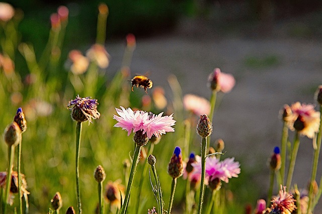 Free Spring Flower photo and picture