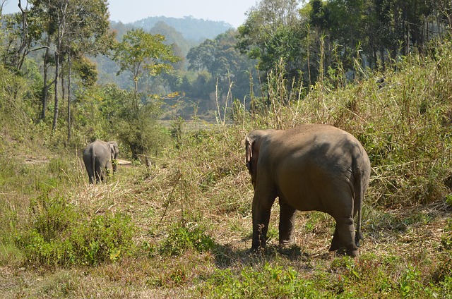 Free Elephants Jungle photo and picture