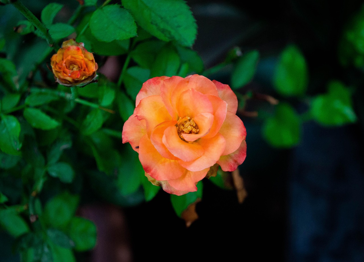 Rose Orange Roses - Free photo on Pixabay - Pixabay