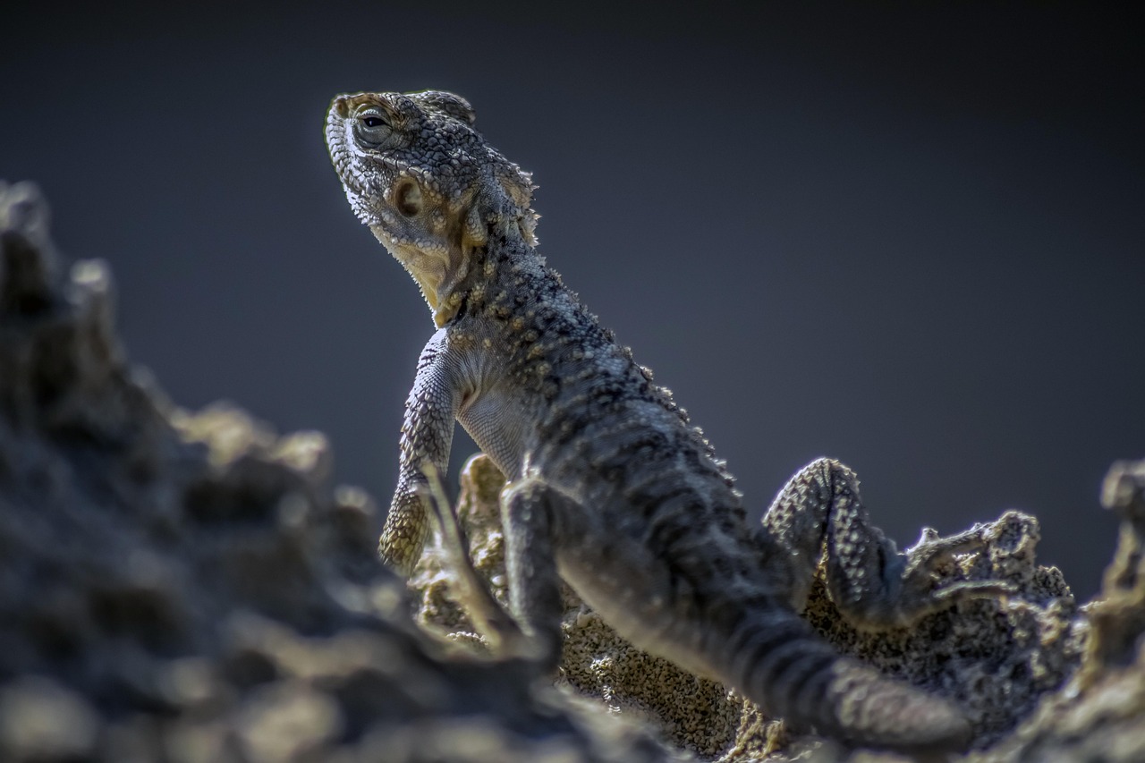 50+ Free Laudakia Stellio & Lizard Images Pixabay
