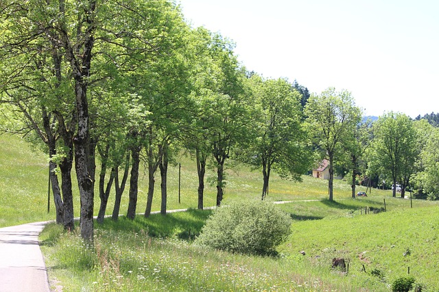 Allé, Træer, Sort Skov, St, Peter