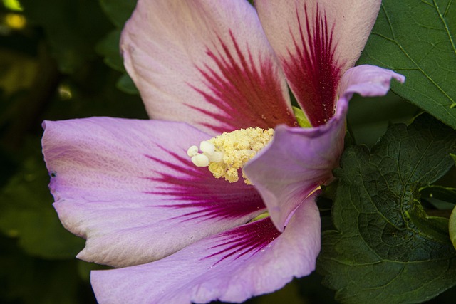 Free Flower Purple photo and picture