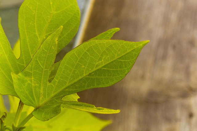 Free Leaf Green photo and picture