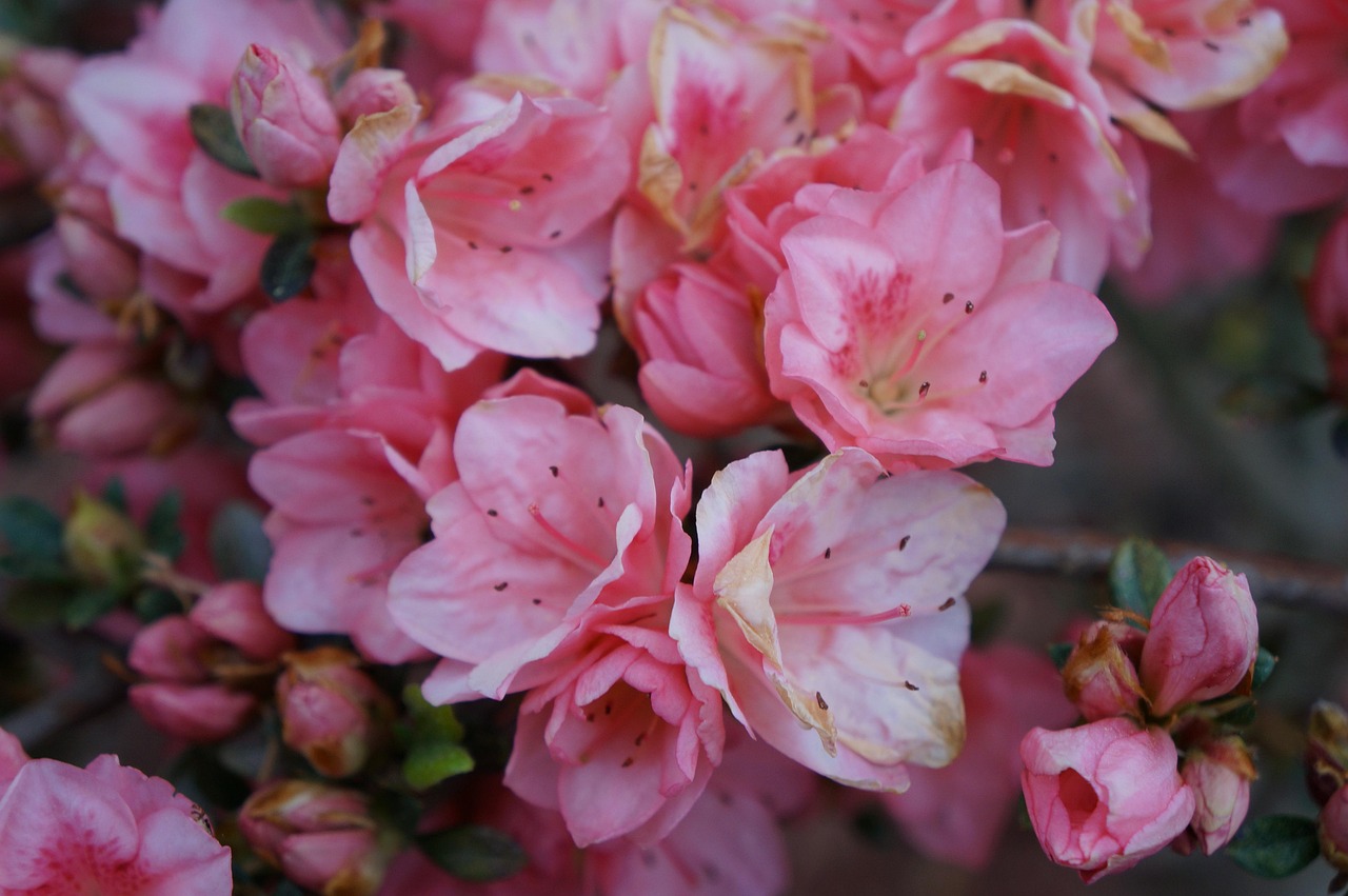 Primavera Color Rosa Rosa Flor Primavera - Foto gratuita no Pixabay - Pixabay
