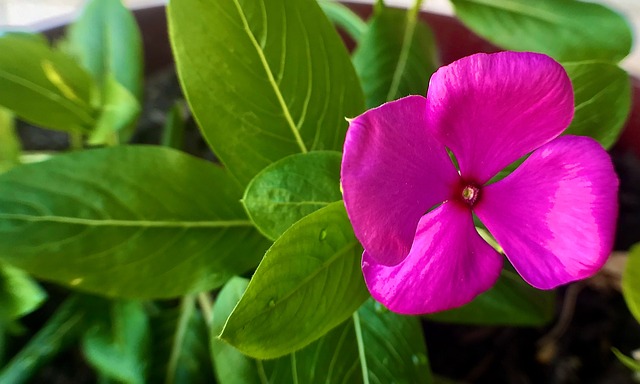 Free Flower Pink photo and picture