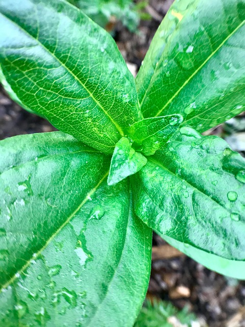 Free Green Leaves photo and picture