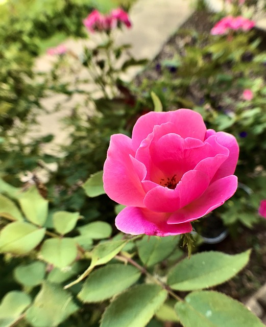 Free Pink Rose photo and picture
