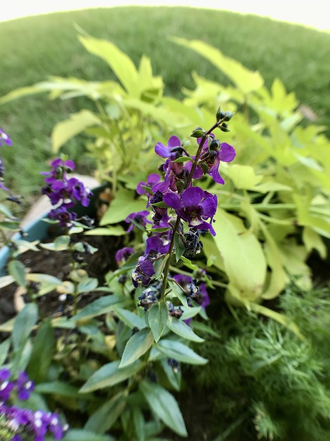Free Purple Vinca photo and picture
