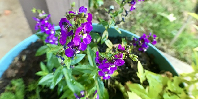 Free Purple Vinca photo and picture