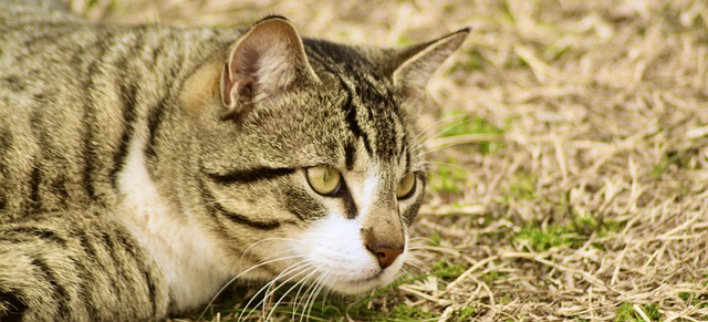 Free Cat Housecat photo and picture