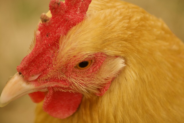 Free Chicken Hen photo and picture