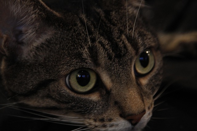 Free Cat Animal photo and picture