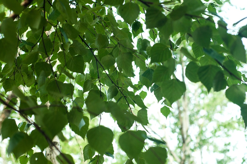 樺 森林 Green - Pixabayの無料写真 - Pixabay