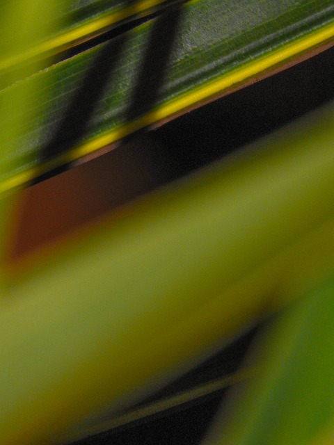 Pflanze, Grün, Blatt, Natur, Blätter