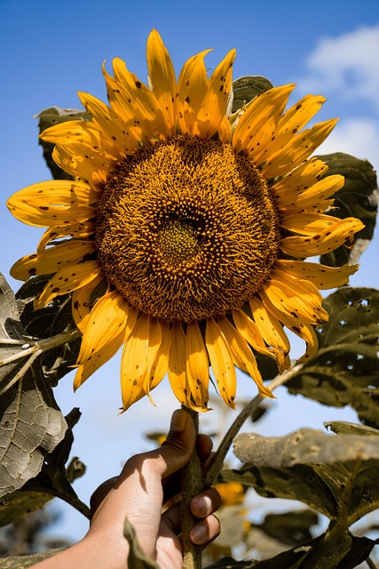 Free Flower Flower Background photo and picture
