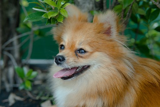 Free Puppy Dog illustration and picture