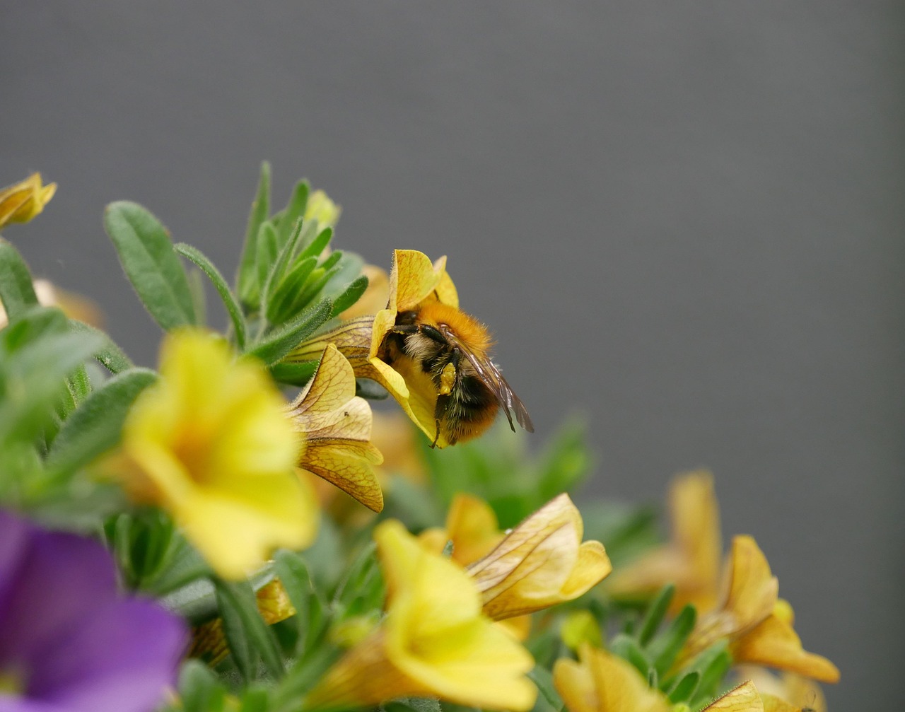 Bumblebee Close Up Blossom - Free photo on Pixabay - Pixabay