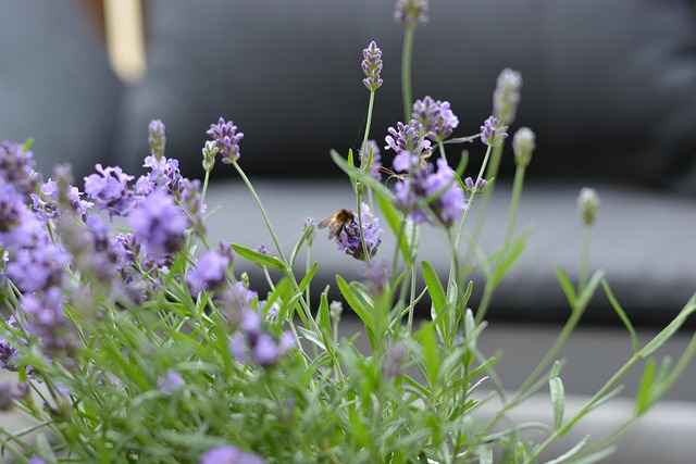Lavendel, Humlebi, Bestøvning
