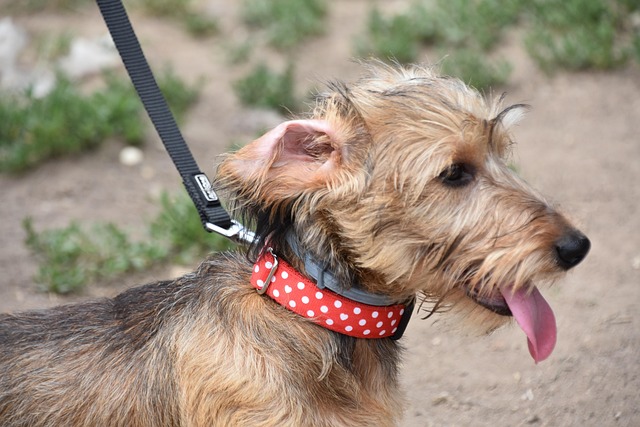 Free Dog Puppy photo and picture