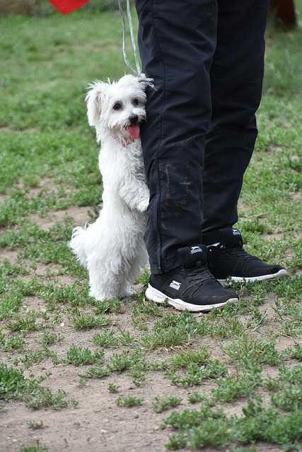 Free Dog Puppy photo and picture