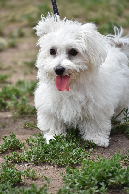 Free Dog Puppy photo and picture