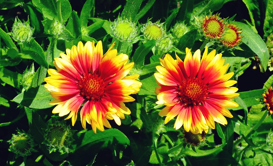 花 カラフルです 春 Pixabayの無料写真