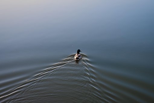 Rață, Pasăre, Lac, Apă, Natură