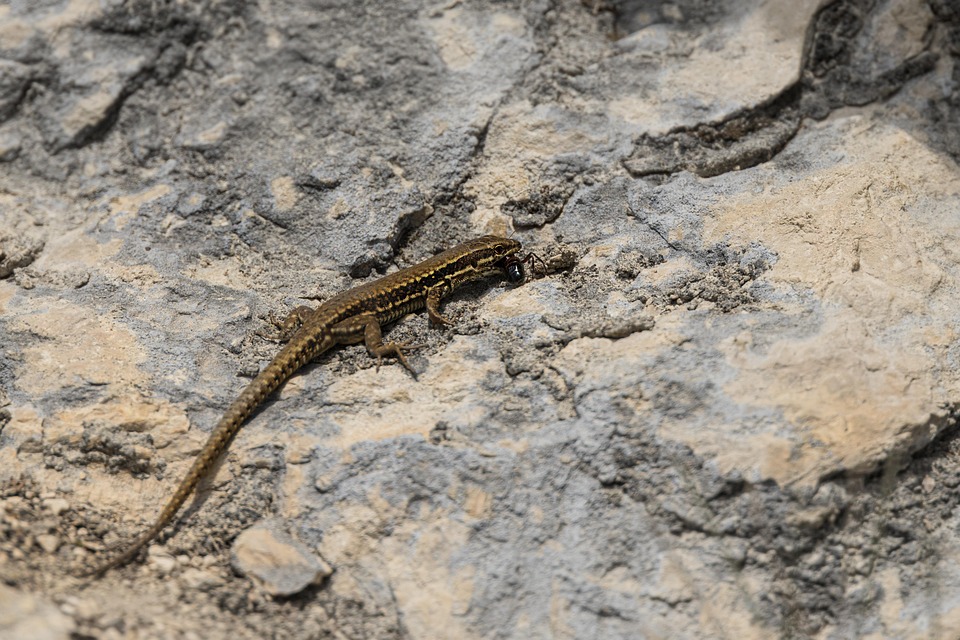 Lizard Prey Predator Free photo on Pixabay Pixabay
