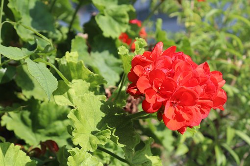 Free Red Flower Spring Flowers photo and picture