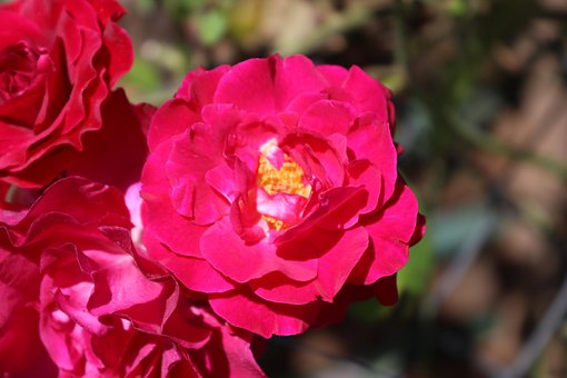 Free Primavera Spring photo and picture
