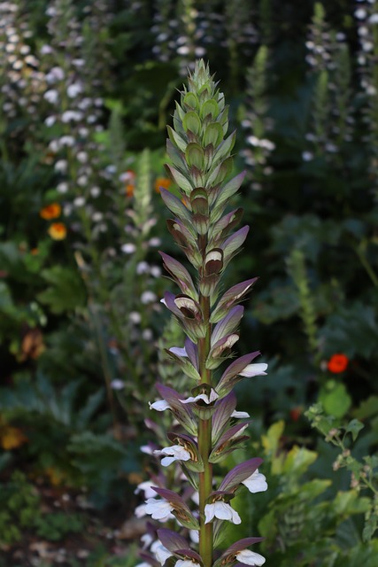 Free Flowers Countryside Walk photo and picture