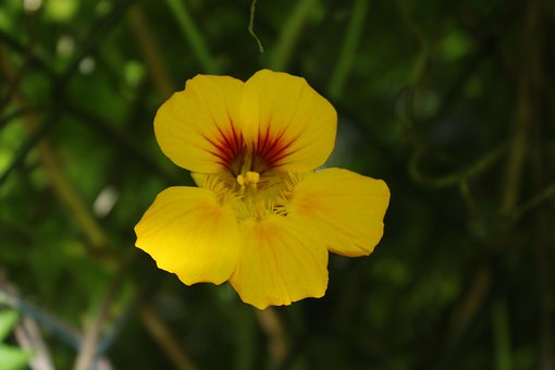 Free Petals Yellow photo and picture