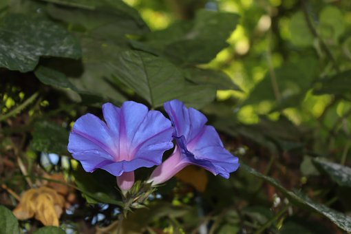 Free Primavera Spring photo and picture